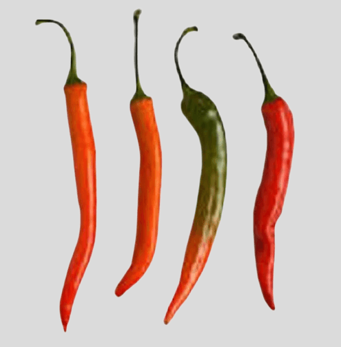 Long Cayenne